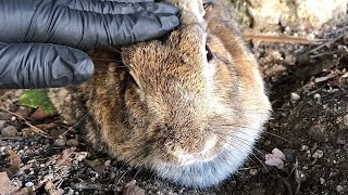 The spy petted the rabbit and it instantly melted.