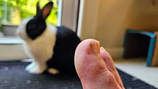 SCARING a RABBIT with a TOE