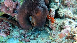 Осьминог. Мальдивы. Рыбы атакуют осьминога. Octopus in the Maldives.