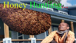 Honey Hunters In Thailand Find And Harvest Honey From A Giant Honey Bee's Nest High Up In A House