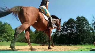 Schooling OTTB mare