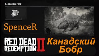 Превосходная Шкура Бобра. Red Dead Redemption 2.