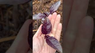 Pruning your basil is key to peak production #backyardgardening #gardener #gardening