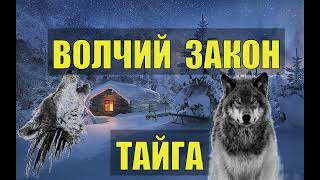 ОДИНОКИЙ ВОЛК и МЕСТЬ ВОЛЧИЦЫ ЗАКОН ВОЛЧЬЯ СТАЯ СЛУЧАЙ в ДЕРЕВНЕ ЖИЗНЬ в ТАЙГЕ ОТШЕЛЬНИК СУДЬБА