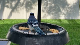 Blue Jay indecisiveness