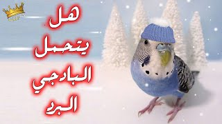 هل البرد يؤثر على طيور البادجي