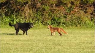 Fox vs Dog. Fox attack Dog.