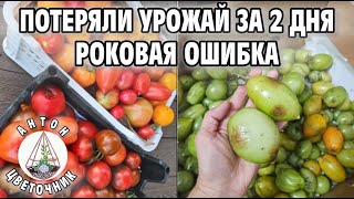 Потеряли урожай за 2 дня: роковая огородная ошибка и неудача в этом сезоне