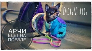 DogVlog: путешествуем с Арчи на поезде | Билет для собаки на поезд