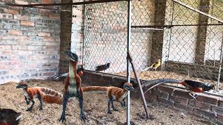 Xem Chim Trĩ 7 Màu Và khủng Long Vằn Đỏ | Pheasant and Dinosaur