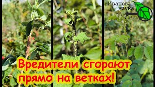 ТЛЯ ВЕРНУЛАСЬ! Облепила все растения! Поможет эта горькая травка. Оздоровление сада без химии.