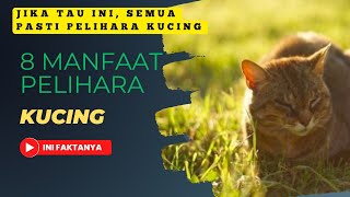 8 keberuntungan yang disebabkan oleh kucing,ini faktanya⁉️