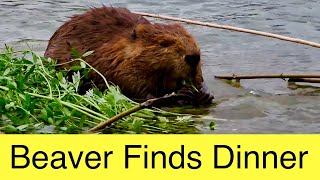 Watch a Beaver Find Food to Take to the River