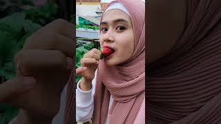 makan strawberry jumbo 🍓di atas rumah #shorts #strawberry #daralaibahasna