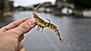 SALTWATER CANAL FISHING WITH ULTRA-REALISTIC SHRIMP IMITATION! (SAVAGE GEAR SHRIMP)