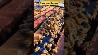 bees eating honey #honeybees #bees #beekeeper #timelapse #chill #viral #carsandfarms #short #honey