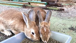 These two rabbits seem to be glued together.