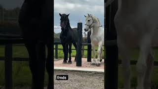 horses are best friends #shorts #beautiful #love #animals #cute #viral #horse #freinds #best