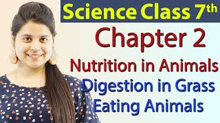 Digestion in Grass Eating Animals - Chapter 2 - Nutrition in Animals - Science Class 7th NCERT