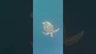 Free Dive Menyelam sangat dalam dengan Turtle #freedive #shortsfeed#feedshorts #viral #mtgililombok