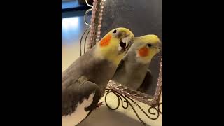 Funny parrots 🦜🤣 videos #shorts#viralvideos#funny#parrots(2)