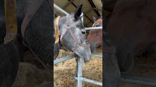 Love😍😍😍#horse #animals #farm #love