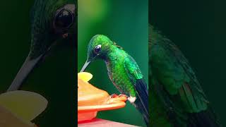 Hummingbird Drinking Water From a Bottle #shorts  #hummingbird