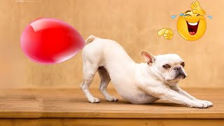 CLASSIC Dog and Cat Videos 🐶😹 1 HOURS of FUNNY Clips 🙀🐱🤠