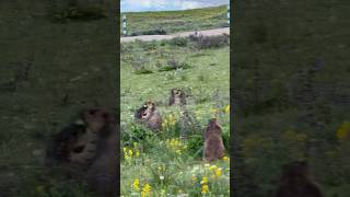 Playful Family of Himalayan Marmots Having Fun on the Grass!#marmot #marmota #cuteanimal #cutemarmot