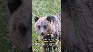 Grizzly Bears: Facts, Behavior, and Conservation | Everything You Need to Know