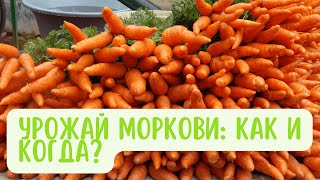 Золотые правила сбора моркови: готовьтесь к богатому урожаю