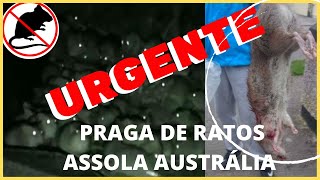 Praga de ratos assola Austrália 2022.