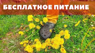 Еда под ногами! Три рецепта из сорняков и дикоросов! Эконмим на еде... Выживание...