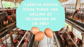 ¡Descubre los secretos de la gallina ponedora! ¿Cuántos huevos puede poner en un año?