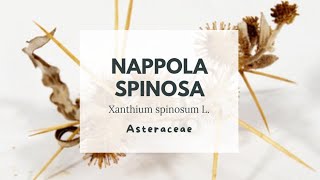 NAPPOLA SPINOSA - LAPPA SPINOSA - Xanthium spinosum L. Asteraceae - Spiny cocklebur