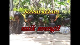 Bonsai kelapa unik dan mungil