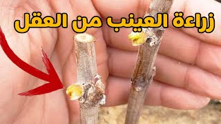 زراعة العينب 🍇 من العقل #عالم_الزراعة