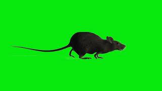 Running Rat Green Screen Footage