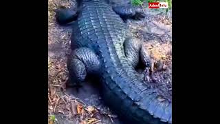 Rare animal Black Crocodile #shorts