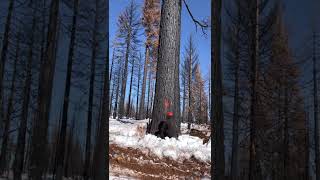 Pine tree gets cut by a classic old Stihl saw