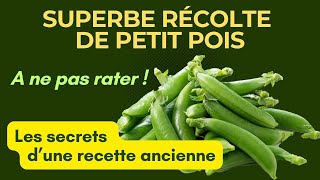 Petits pois : La culture étonnante des petits pois, les secrets d'une recette ancienne: Une réussite