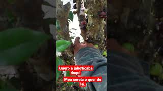 EU QUERO A JABOTICABA DE PERTO, MEU CÉREBRO QUER A DE LONGE. KKK