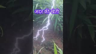 अदर की फ़सल कुदरती रूप से भरी चमचमाती नई तकनीक से लैस किया गया है #agriculture #farming #agricultura