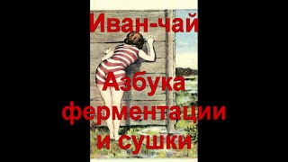 16. Иван-чай. Секреты ферментации и сушки, от А до Я. Часть 2