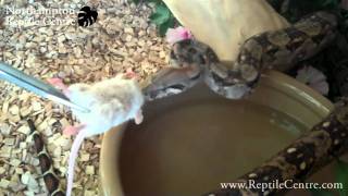 Hogg Island Boa constrictor hybrid nails a jumbo mouse in his vivarium