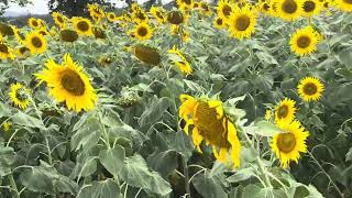 sunflower garden gundlupet near wayanad kerala