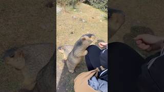 Adorable Himalayan Marmots Want to Eat #cutemarmot #marmot #marmota #marmotta #animals #wildlife