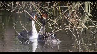 Great crested grebe "podiceps cristatus"