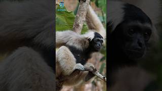 लंगूर(Gibbon) #gibbon #amazingfacts #wildlife #nature #fact #naturelovers