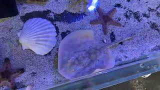 Cortez sting ray